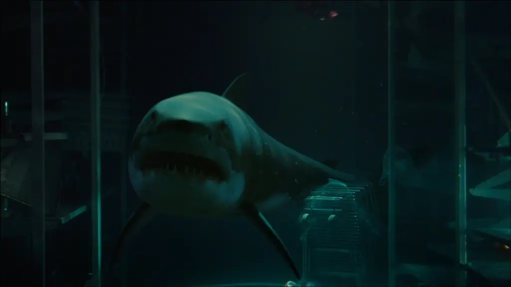 bait-movie-great-white-shark-underwater.jpg