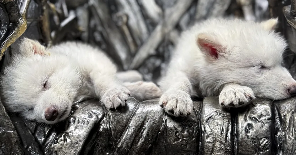 Colossal Biosciences' Dire Wolves on the Iron Throne